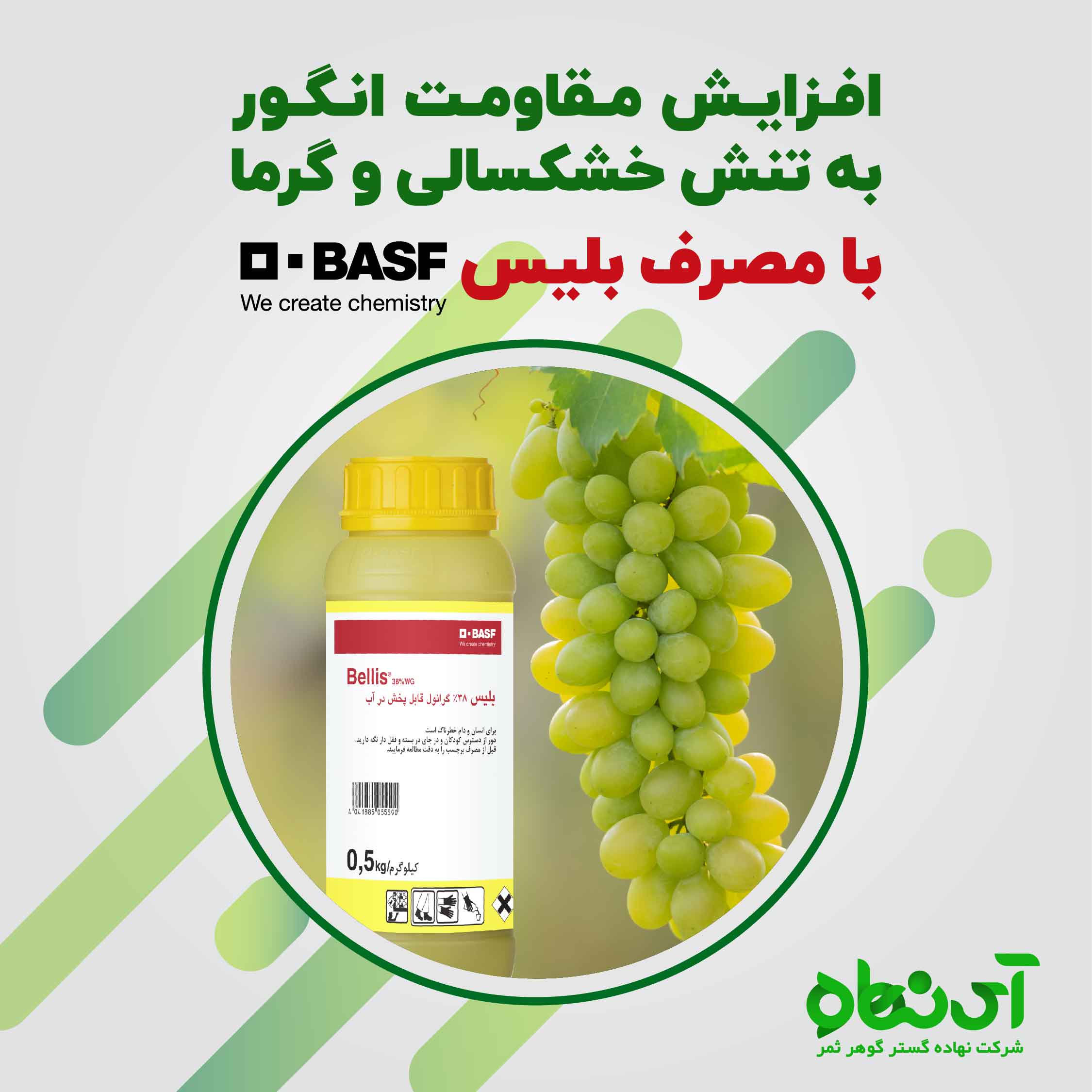 افزایش مقاومت انگور به تنش خشکسالی و گرما با مصرف بلیس باسف